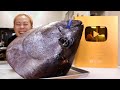 150kg 생참치 머리 사정없이 파먹기