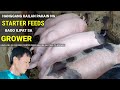 HOW LONG DO WE FEED STARTER FEEDS before SHIFTING To GROWER FEEDS l 3rd Batch Fattening l Vlog 114