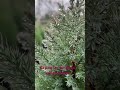 Стрикта ялівець китайський, малюточка