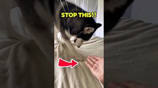 Why Does My Dog Dig on My Bed? (It's Claiming YOU) #shorts #pets #dogbehavior #animals