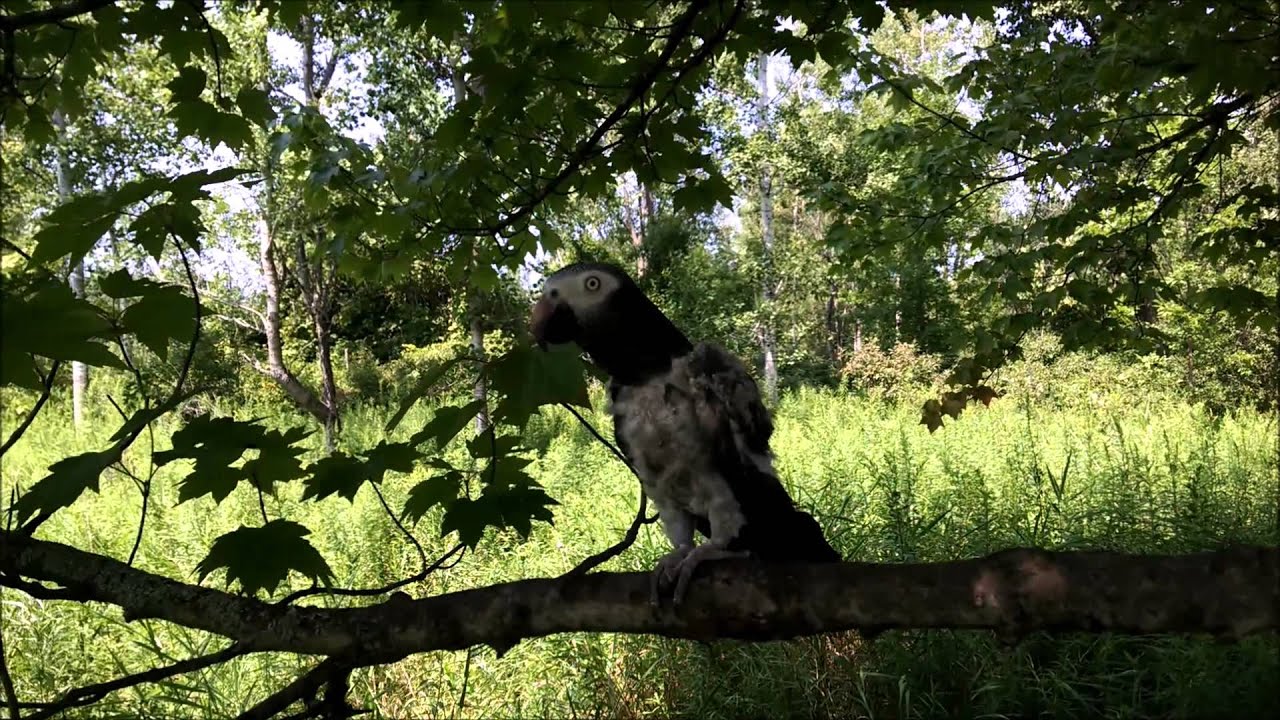 Fred Africa Grey Congo Enjoys Outside August 2014 YouTube