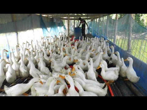 Duck Farm Business Plan - White Duck Farming Business Ideas with Low Investment - Pekin Duck Farm