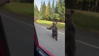 Car Passengers' Encounter with a Bear