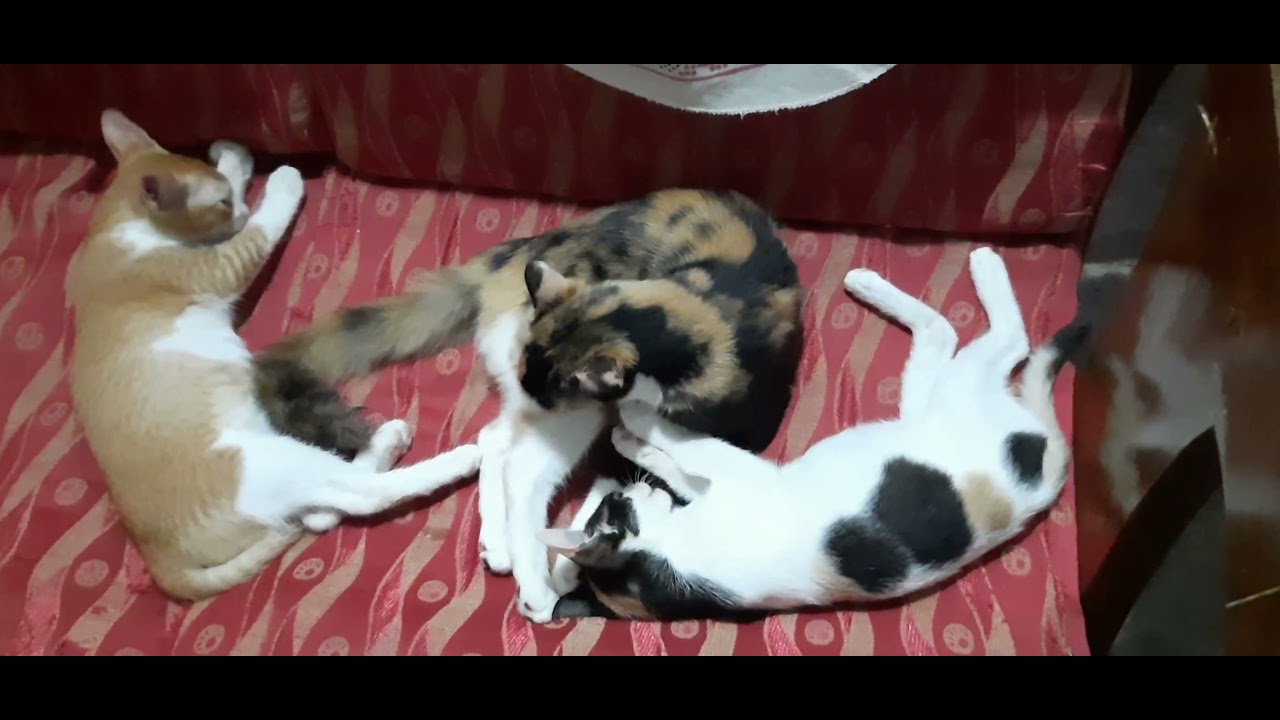 mine cat🥰 Jake,Jakeson(rose),Babu😍🥰🥰🥰