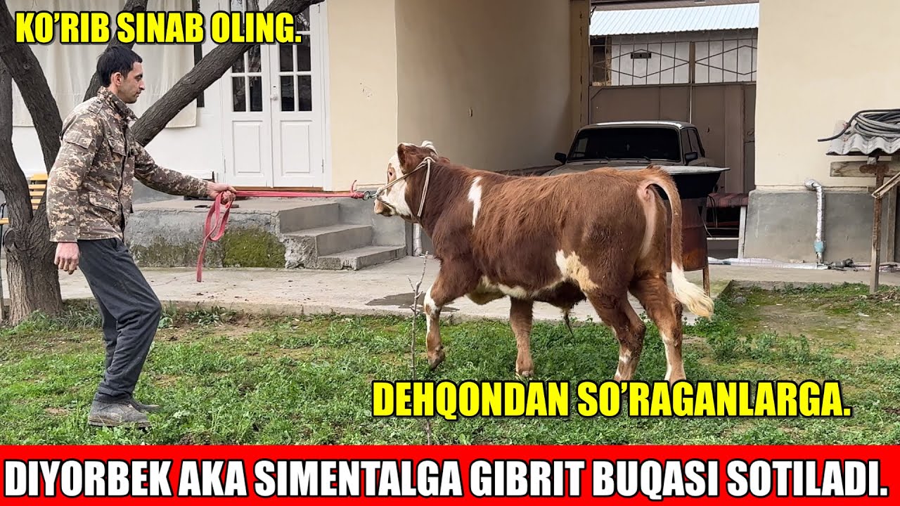 SIMENTALGA GIBRIT BUQACHA SOTILADI.