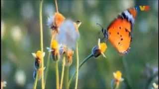 Malaysia TV morning show opening compilations (2015)