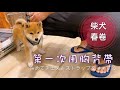 【柴犬春卷】第一次用胸背帶 First time using vest初めてチェストストラップを使用する