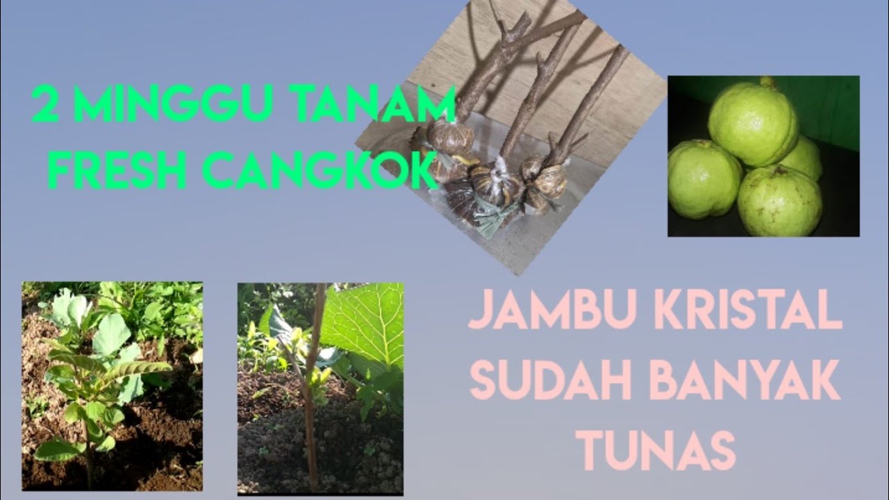 Jambu Kristal tanam Fresh Cangkok 