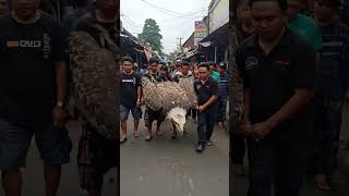 Evakuasi Elang Yang Jatuh Oleh Warga shorts ytshorts short ai ai eagle viral fyp