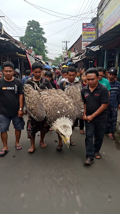 Evakuasi Elang yang Jatuh oleh Warga❓ #shorts #ytshorts #shortvideo #ai #aivideo #eagle #viral #fyp