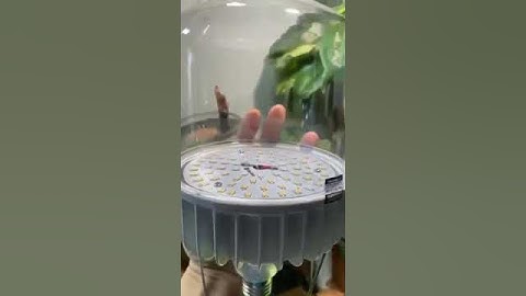 Thumbnail of TRẢI NGHIỆM THỰC TẾ CỦA KHÁCH HÀNG VỀ ĐÈN LED TRỒNG CÂY RẠNG ĐÔNG
