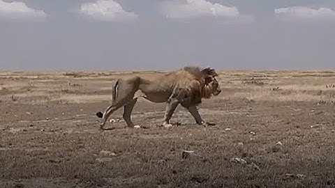 lion walking side view- Animation Reference Videos