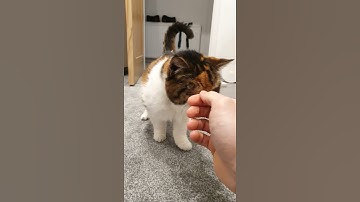 Thumbnail of My 23 Year Old Cat Actually Talks BACK😍