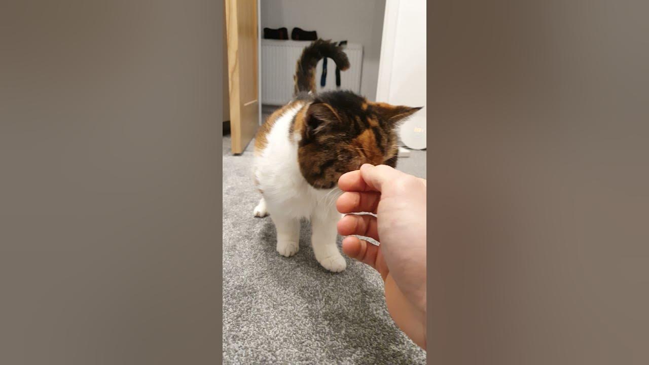 My 23 Year Old Cat Actually Talks BACK😍
