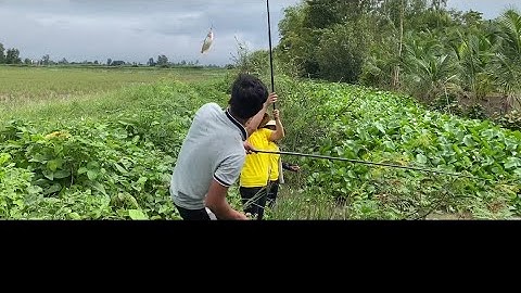 Câu Cá Trúng Ngây Đàn Cá Tra Con - Tây Đô Quê Em - Huỳnh Thuỳ - T306