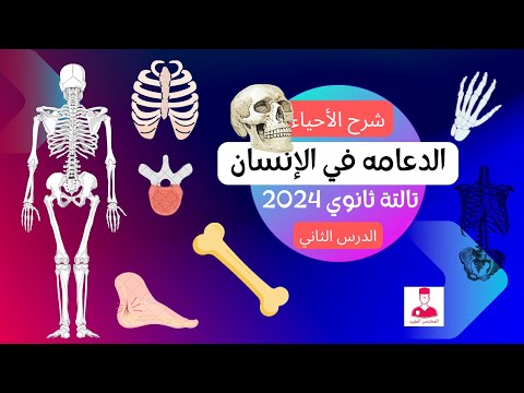 الدعامة في الانسان الهيكل العظمي بالكامل أحياء ثانوية عامة شرح مميز