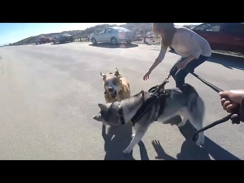 Video: Poate un husky siberian să omoare un pitbull?