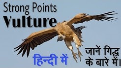 Top 5 Amazing Strong Points Of Vulture ( गिद्ध )