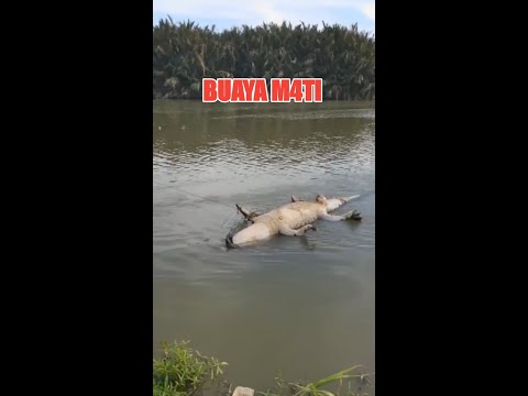 Video: Adakah terdapat buaya di sungai manatee?