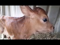 We have two new baby calves on our farm!