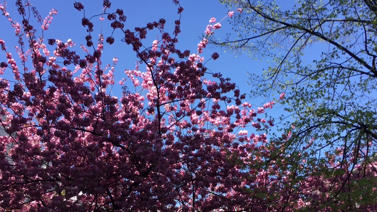 Lilacs Flieder (Сирень/Siren' ) Rachmaninoff op. 21 no. 5