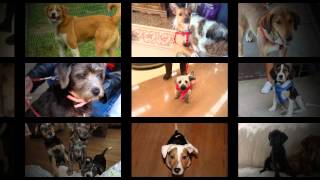 Become a Castle of Dreams Volunteer!