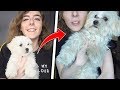 IL MIO CANE E' DIVENTATO OBESO? MA STO CON CIARLI O CON YUKI?