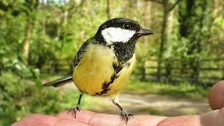 birds flying motion hand slow feeding