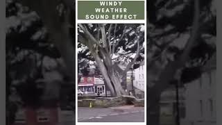 Tree Falling Down And Windy Weather Sound Effect