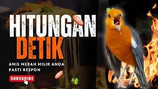 LANGSUNG NYAUT 10000 % ‼️ ANIS MERAH MACET BUNYI JIKA DENGAR SUARA INI PASTI NYAUT LANJUT GACOR | 83