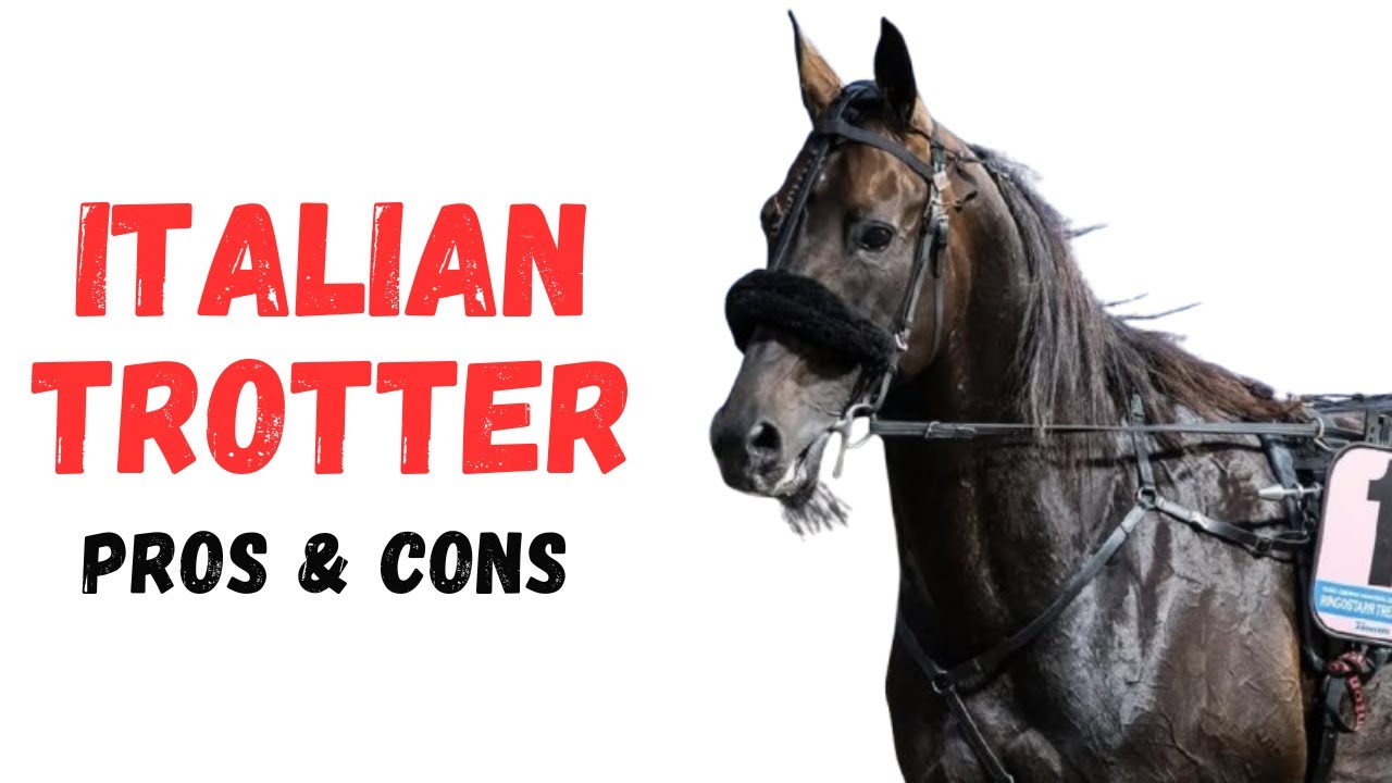 Italian Trotter Horse Pros and Cons - Italian Trotter Horse Advantages and Disadvantages
