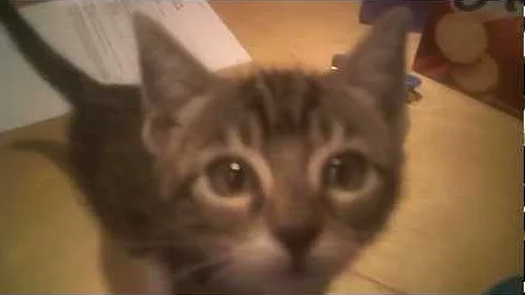 Watch the video about Hungry Bengal mix Kitten