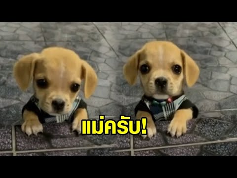 วีดีโอ: สุนัข Neutered อยู่อีกต่อไปหรือไม่?