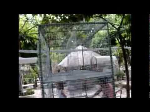 African lovebirds new cage setup &amp; Build Nest Boxes. - YouTube