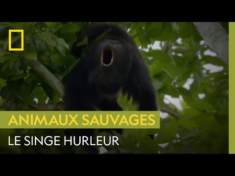 Vidéo: Différence Entre Le Singe Hurleur Et Le Singe