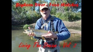 Bighorn River Trico 2018: Living The Dream Volume 2