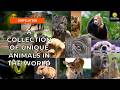 Most Relaxing Animal Moments You Need Today 🐾✨ #fyp  #viral #relaxing