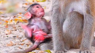 Celebrity Tiny Newborn Baby Monkey Really Needs Mom's Best Care, Adorable Wildlife Wealth