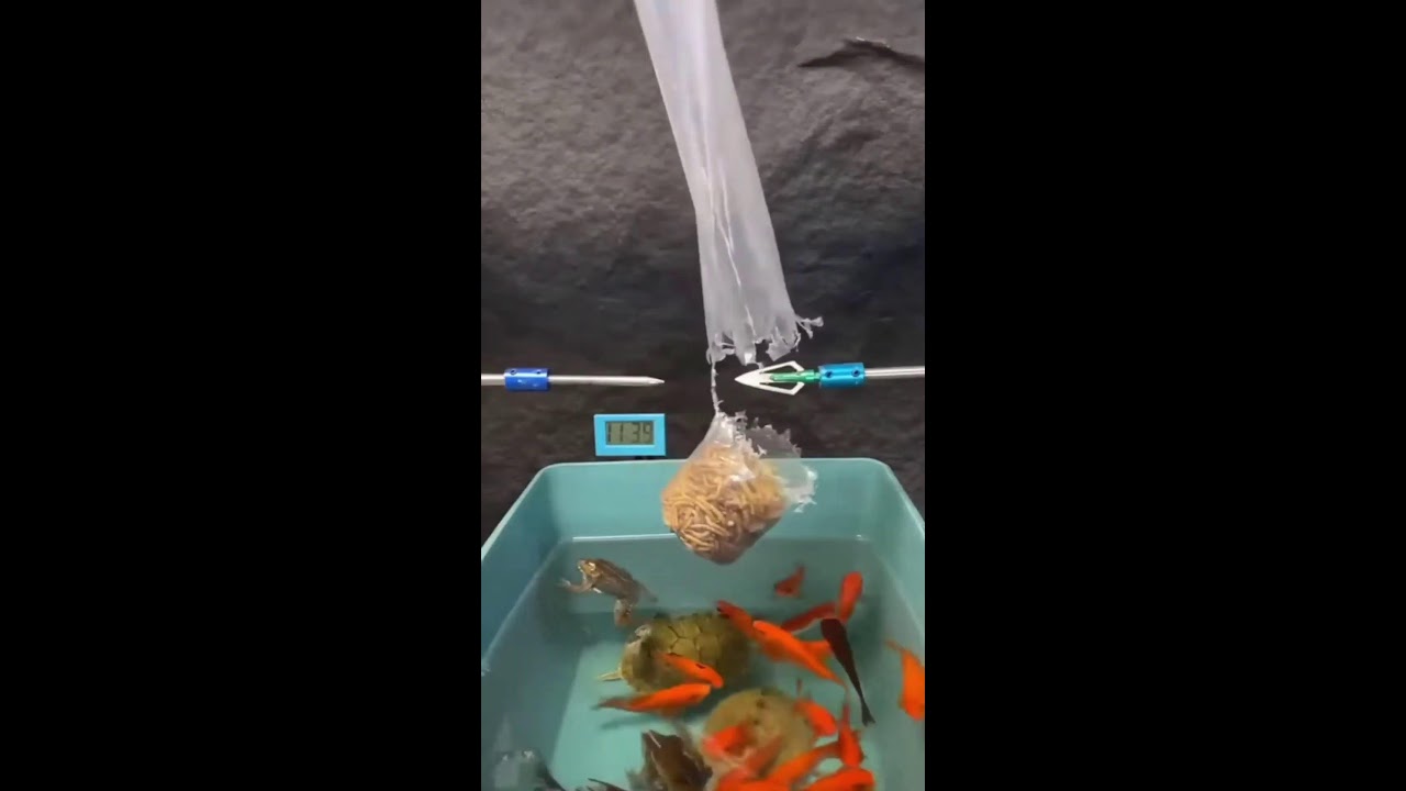 Играем в Настоящее  в Горном Алтае #шортс #горныйалтай