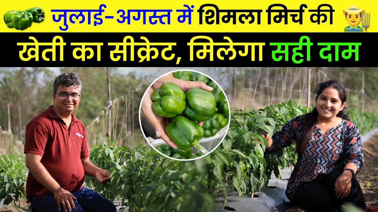 Profitable Capsicum farming चाहिए 🔥 तो सही मैनेजमेंट हैं जरुरी | Shimla Mirch Ki Kheti | AgroStar