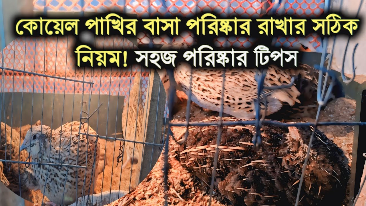কোয়েল পাখির বাসা পরিষ্কার রাখার সঠিক নিয়ম | Quail Cage Cleaning Tips | Village Explore89