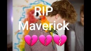 RIP Maverick | Logan Paul | Sun Conure | Bird | Parrot Wealth
