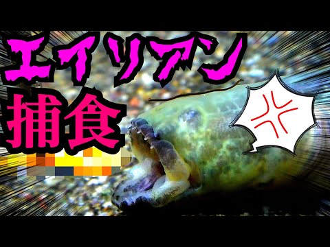 ワラスボってどんな魚なの 干潟に棲むエイリアンそっくりな珍魚をチェック