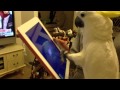 iPadで遊ぶオウム(Cat Fishing)