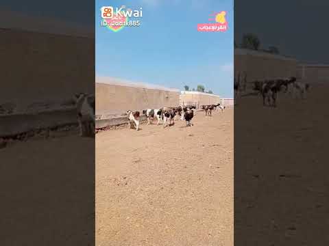 طول موسم إنتاج الحليب وعدد مراحله