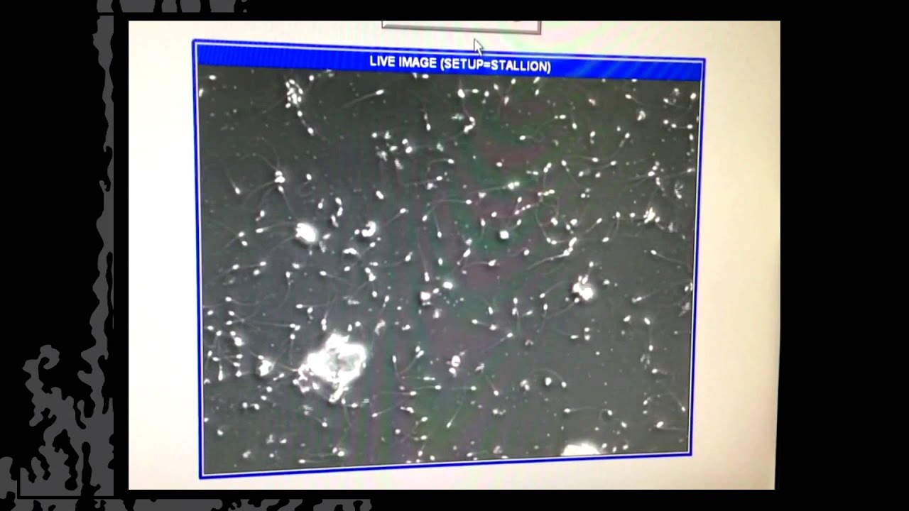 A new world of cryopreservation: Sossi Iacovides at TEDxTexasTechUniversity