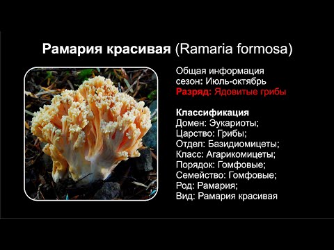 Рамария красивая (Ramaria formosa)