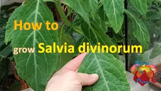 How to grow Salvia divinorum