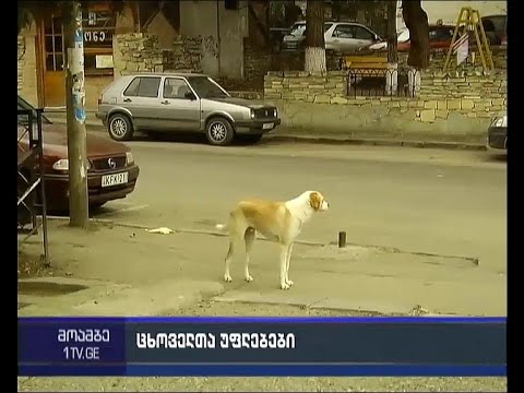 ცხოველების მიმართ სასტიკი მოპყრობა - კანონმდებლობა მკაცრდება