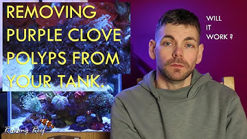 removing purple clove polyps from a reef tank